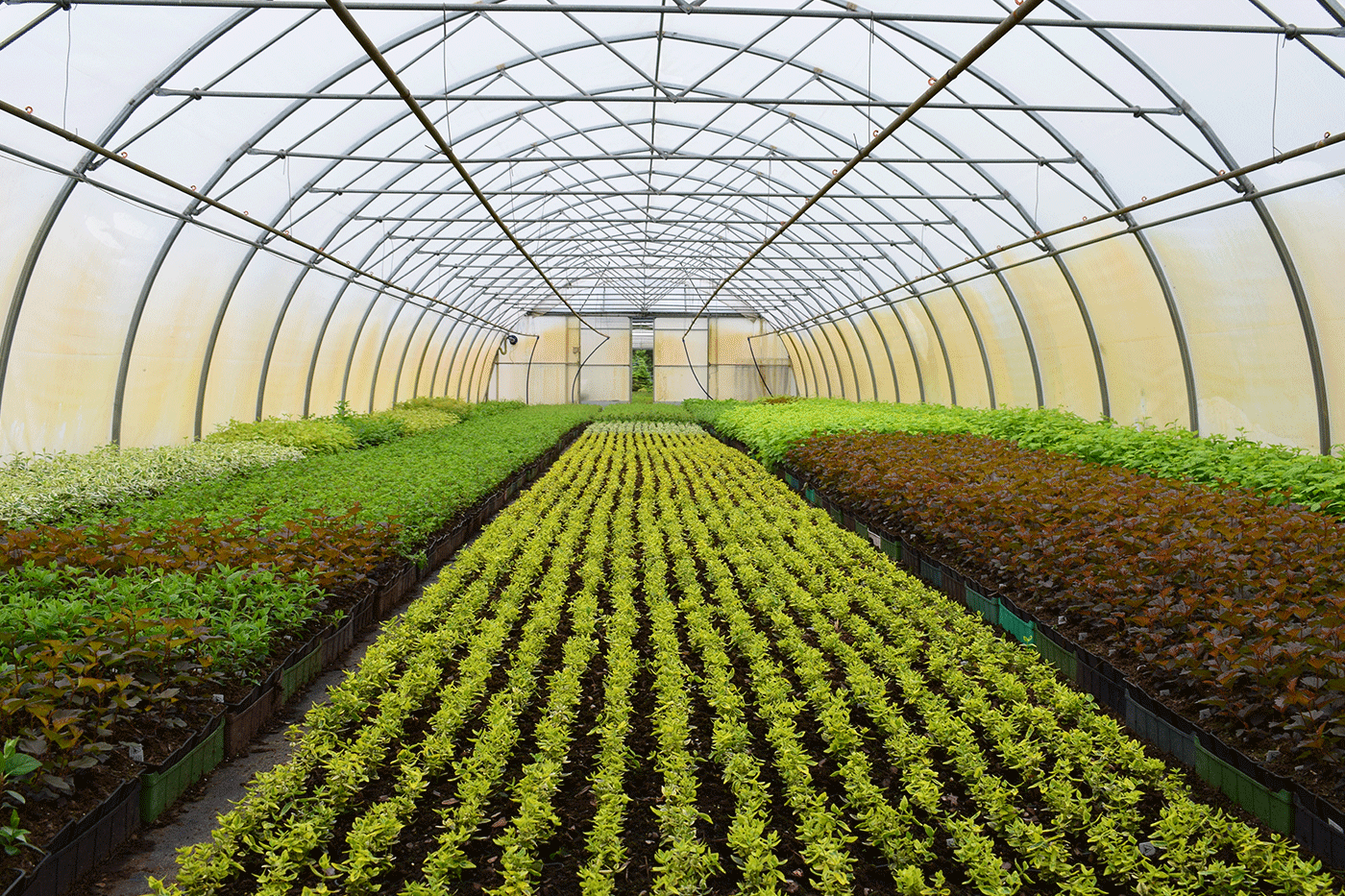 Young plants in a greenhouse